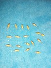 Western Electric Gold 2n559 Pnp Germanium Transistor F  Nike-zeus   Univac