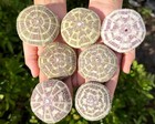 12 Pack Gift Box Natural Alfonso Sea Urchin Shells 2-3  - Real Sea Shells Decor