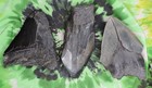 Megalodon Sharks Teeth 3 No Restorations Fossil Sharks Teeth Tooth