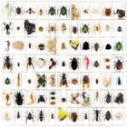 50 Pcs Insect In Resin Specimen For Educational Bugs Collection Real Insect Gift
