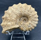 Calcite Rich 4    Texas Fossil Woodbine Ammonite conlinoceras Tarrantense 