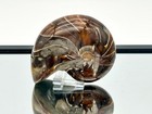 Large Nautilus Fossil - Madagascar   3 