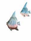 Rare Norcrest Angel Fish Wall Plaques   Bubbles In Original Box         
