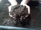 1 Lb Pure Red Wiggler Worms Approx 1000 Composting Worms Fast Free Shipping