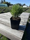 Live Folgate English Lavender Plant   1 Gallon Pot   Grown Sequim Wa   4 Pack