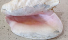Queen Conch Shell  9 l X 7 h Beach Coastal Decor No Punch Hole