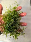 Live Guppy Grass 8oz Portion Freshwater Aquarium Plant Shrimp Fry Fish Tank