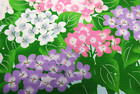 Japanese Furoshiki Wrapping Cloth - Summer Hydrangea Design 19 7in