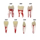 5pcs Dental Endodontic Root Canal Rct Practice Pulp Cavity Endo Teeth Tooth 8007