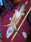 Garment Tanned Red Fox Pelt With Feet Claws  Thick Winter Fur  Nice Coloring