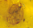 Cretaceous Snail With Water Enhydro Bubble In Burmese Amber Fossil Dinosaur Age