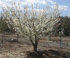 Pluot  Fruit Tree  Flavor King Trees Grown From Cuttings  3rd Year Saplings