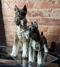 Vintage Shafford  the Kennel Club  Schnauzer Figurine Pair Made In Japan
