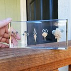 Real Brain  Comparative Brains In Resin  Educational Display  Columba Livia