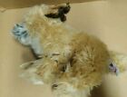 Webkinz Signature Border Terrier Wks1075 By Ganz Dog Puppy Plush Unused Code