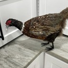 Ring-neck Pheasant Standing Table Mount Real Feather