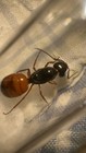 Fresh Black And Orange Carpenter Ant Queen  Camponotus Sansabeanus  Feeder Only 