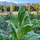 Shirazi Tobacco Seeds  Persian Heirloom Usda Certified Organic Usa Grown Non-gmo