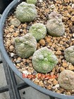 6 Seed set Pseudolithos Cubiformis Cv dragonskin Variegated Fresh Seeds