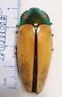 Buprestidae Calodema Regalis 40 36mm Australia Jewel Beetle Insect Rare