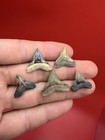 Colorful Bull Shark Teeth Lot Of 5 Venice Florida Authentic Shark Teeth