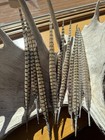 14-16    Pheasant Tail Feathers Set Of 10