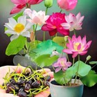 120 Seeds Lotus Mix Flowers Seed Hand Picked Aquatic Plants Water Outdoor Lotus