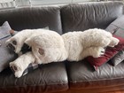 Vintage  Hansa White Polar Bear Cub Sleeping 40    Plush  Rare Lifelike Teddy 