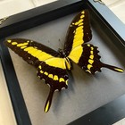 King Swallowtail Butterfly  papilio Thoas  Baroque Deep Box Display Frame Black