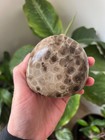 Large Collector Grade Polished Petoskey Stone - 1 Lb  1 Oz - Fossilized Coral