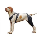 Lispoo Dog Knee Brace For Torn Acl ccl Hind Legadjustable Sufficient Wrapping