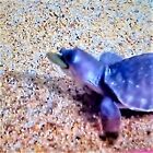 45-lbs Mixed Size Wafers Of Spirulina  Algae  Snails  Shrimp  Plecos   More
