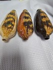 1 Set Of 3 Majolica Corn Shaped Whiskey Jugs 