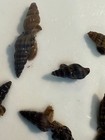 10 Live Assassin Snails     -freshwater Aquarium Cleaners     Pest Control For Tanks