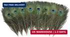 Ballinger Natural Craft Peacock Feathers Bulk 24pcs 10-12inch