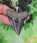 Megalodon Sharks Tooth Pendant Beauty No Restorations Fossil Sharks Teeth Tooth