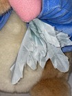 Eden Peter Rabbit Beatrix Potter Bunny With Carrot Plush 11  Stuffed Animal Toy