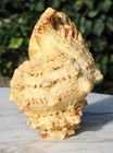Natural Large Sea Snail Seashell Decor Standing