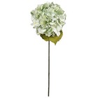 Green Hydrangea Stem By