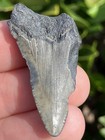 Natural Beautiful 1 57    Megalodon Tooth Fossil Shark Teeth