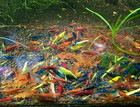 100   Skittles Rainbow Rare Colors Neocaridina Aquarium Shrimp Live Guarantee 