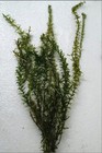 1 Quart Bag Anacharis Elodea Densa Live Aquarium Pond Plant Buy 2 Get 1 Free 