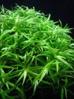 3 Stems Stargrass  Live Aquarium Plants Beautiful    Free S h Rare  