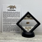 Triceratops Extinct Dinosaur Tooth Fossil In Display Case With Toy