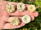 Fossil Crinoid Calyx Lot Eupachycrinus Alabama Bangor Fm Mississippian Age