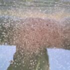500  Live Daphnia Magna Free Priority Shipping
