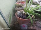 Land Hermit Crab Food  treats 19 2x2