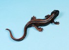Kaiyodo Animatales Animal In Japan Choco Q Okinawa Sword Tail Newt Mini Figure