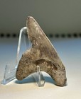 1 95    Patho Angustiden Shark Tooth Rare Chandler Bridge South Carolina
