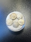 Fossilized Echinoid Juveniles Specimen Lot Of 5 - Texas - Usa